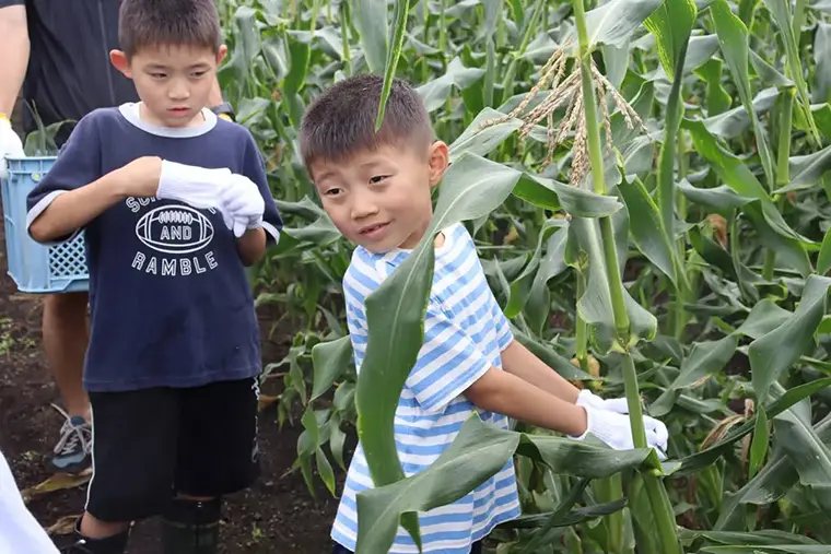 【とうきびランド収穫祭】