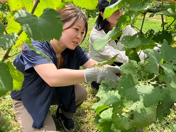 【八剣山ワイナリープロジェクト】