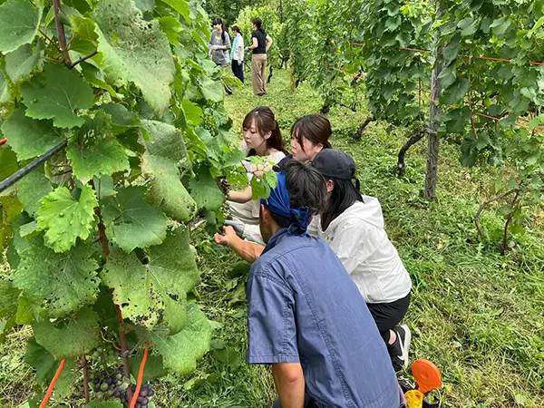 【八剣山ワイナリープロジェクト】