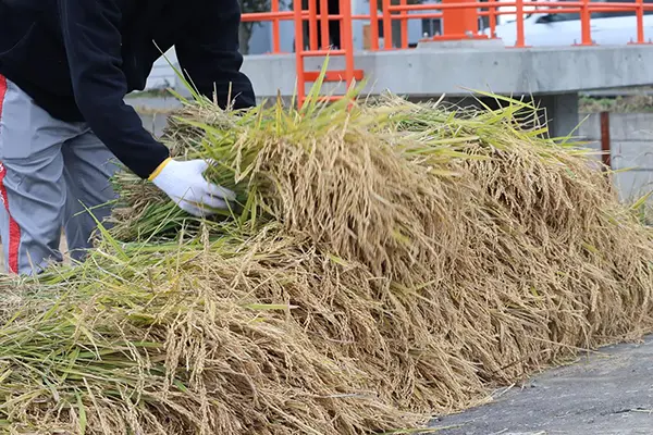 【島田農園「米米club」稲刈り】